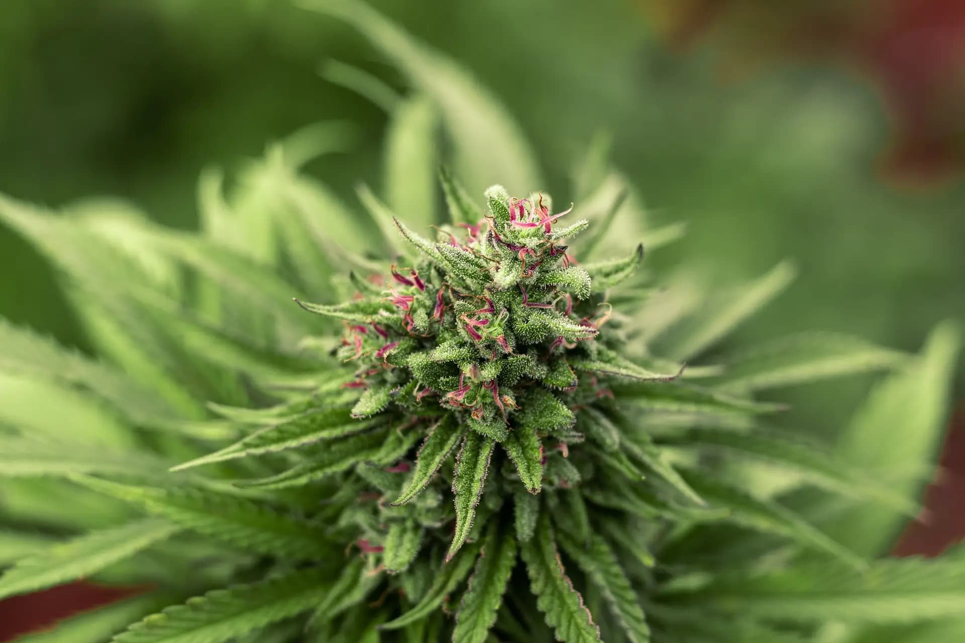 S'il n'est pas fumé, le cannabis légal pourrait être bénéfique - Planete  sante