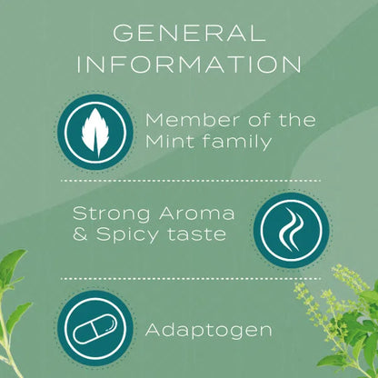 holy basil information