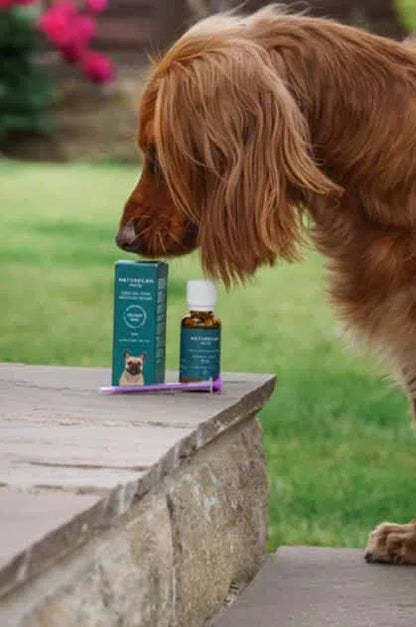 Huile CBD pour chien